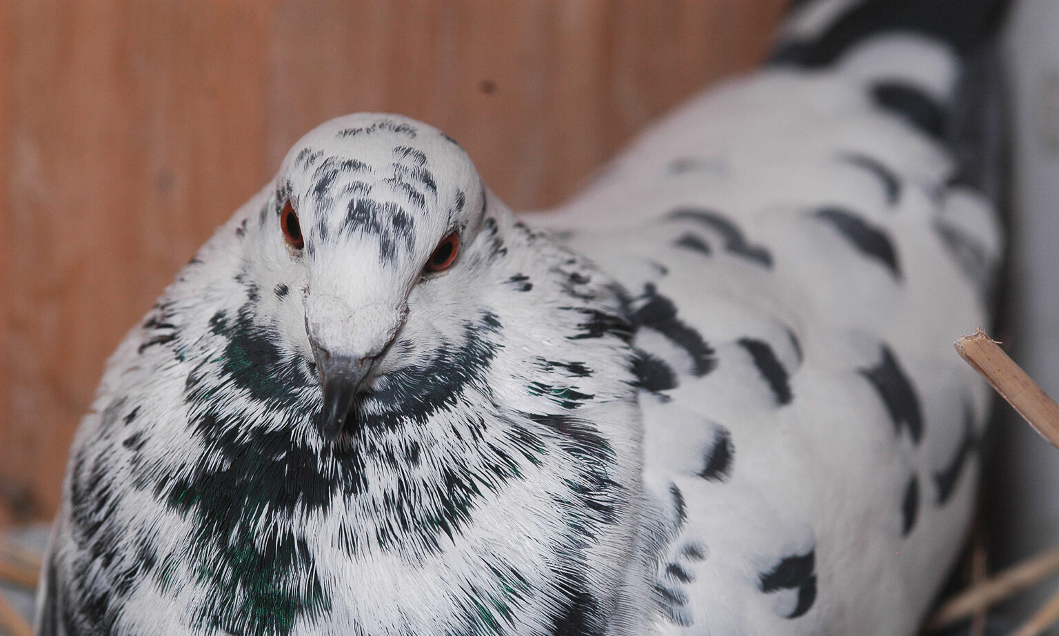 Meet the breeders and their remarkable racing pigeons – COLEEA RACING ...