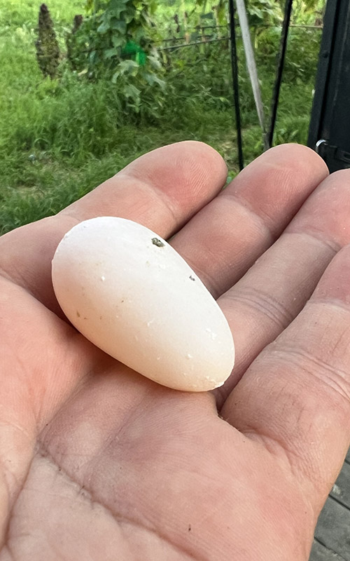 Deformed Egg from KOR 14-0118