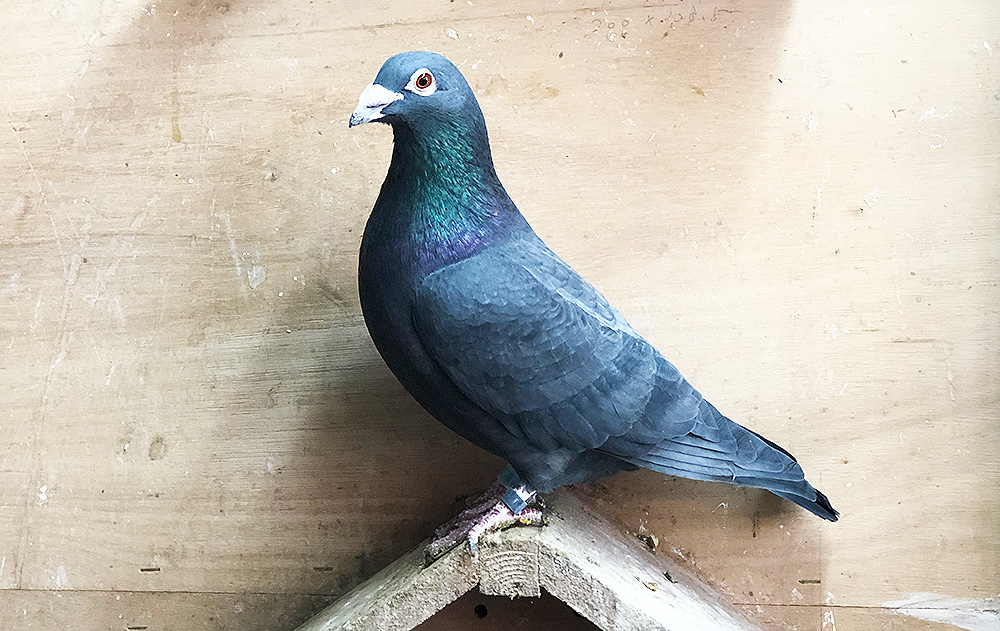 Why Pigeon Breeding Still Relies on Belief Rather Than Proof